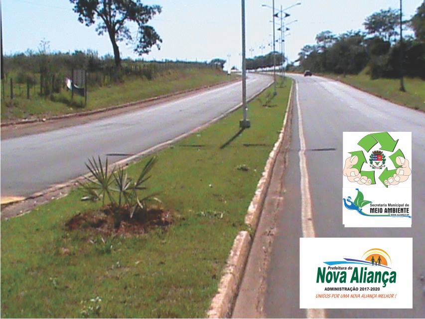 Avenidas de Nova Aliança recebem o plantio de mudas - Prefeitura Municipal de Nova Aliança-SP