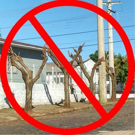 Meio Ambiente orienta sobre multa por extração e poda drástica de árvores - Prefeitura Municipal de Nova Aliança-SP