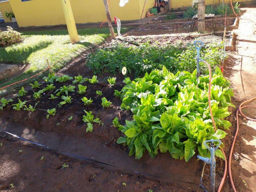 Uso do solo: Projeto Horta na Escola inicia oficinas de plantio com alunos