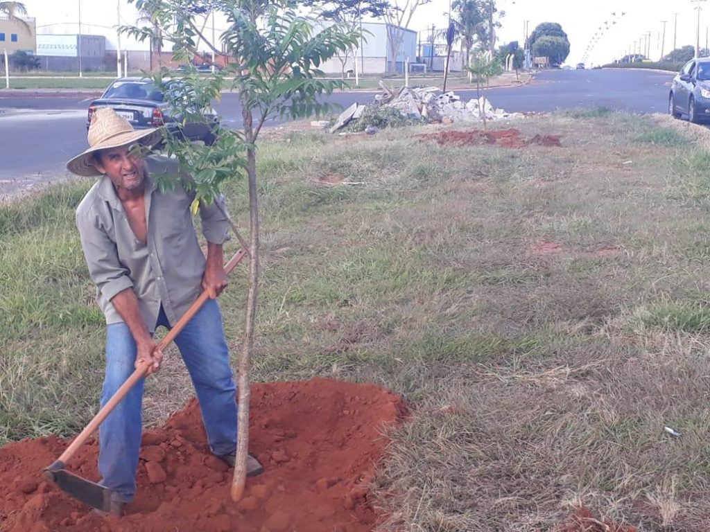 Arborização Urbana: Plantio de árvores frutíferas